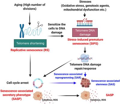 Senescence-Associated Secretory Phenotype as a Hinge Between Cardiovascular Diseases and Cancer